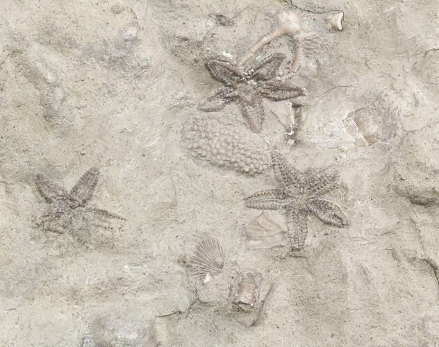 Ordovician Brittle Stars (Stenaster) & Other Fossils - Ontario #49217